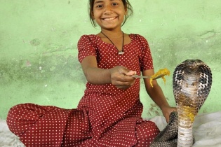 Cô bé thích ăn ngủ với rắn hổ mang chúa