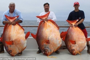 Tình cờ 3 người bạn cùng câu được 3 con cá Mặt Trăng cực hiếm