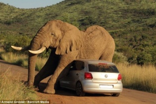 Voi động dục phá nát xe của khách du lịch