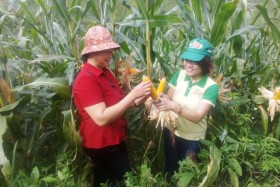 Công nghệ sinh học sẽ giúp cải thiện dinh dưỡng