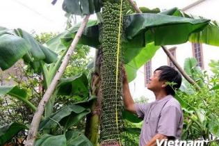 Dân đổ xô tới xem cây chuối lạ gần 200 nải, buồng dài 2m
