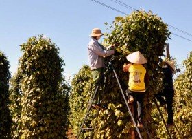Tiềm năng đầu tư phát triển cây trồng tại Đắk Nông