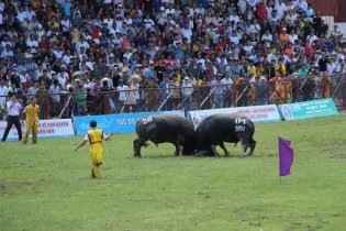 Chung kết Chọi trâu Đồ Sơn 2014: Bị ngã ngửa, ông trâu số 26 vẫn vùng dậy đánh gục đối thủ