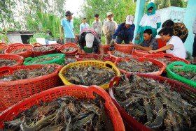 Sóc Trăng đạt kim ngạch xuất khẩu 431,502 triệu USD