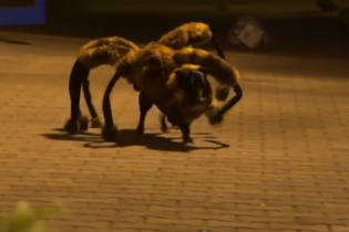 "Chó nhện khổng lồ" làm chao đảo YouTube