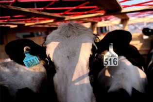 Cận cảnh chuyên cơ bò sữa thứ 3 của Vinamilk về Việt Nam