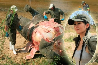 Diva Hồng Nhung đau lòng trước cảnh khủng khiếp trong rừng châu Phi