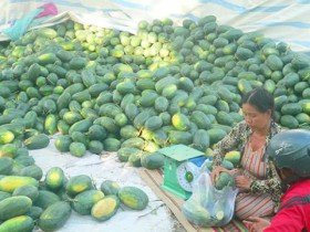 Nông nghiệp quá phụ thuộc thị trường Trung Quốc