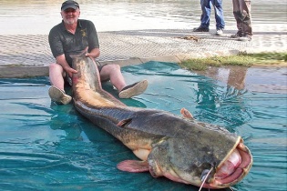 Ngư dân 68 tuổi "đánh vật" với cá da trơn nặng 100kg