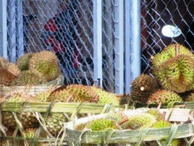 Ồ ạt mua sầu riêng non, thương lái Trung Quốc "ủ mưu" gì?