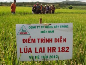 SSC sẽ cho phá sản công ty con
