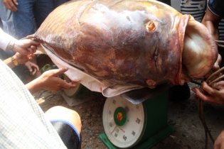 Bắt được cá hô "khủng" gần 130 kg ở nhánh sông Đồng Nai