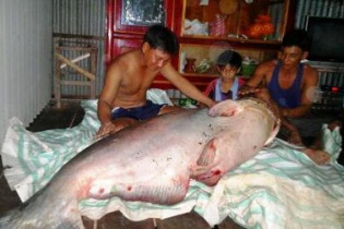 Đồng Tháp: Bắt được cá tra dầu “khủng” nặng 135kg