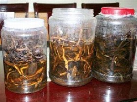 Dùng rễ cây rừng ngâm rượu thuốc, hóa rượu độc