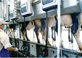 Vinamilk - chuẩn mực với nguồn nguyên liệu sữa Việt Nam