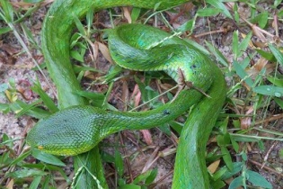 Có hay không nhóm người cố tình thả rắn lục đuôi đỏ?