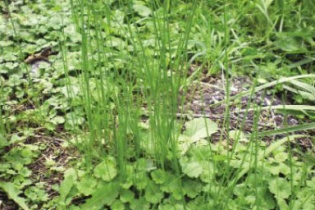 Mách nước loài cây đuổi rắn lục đuôi đỏ