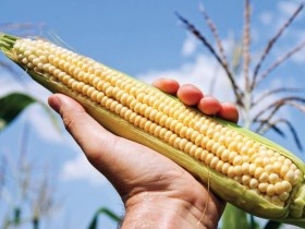 Cây biến đổi gen “phủ sóng” đồng ruộng Việt Nam