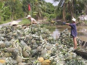 Hậu Giang nâng cao giá trị gia tăng cho nông nghiệp