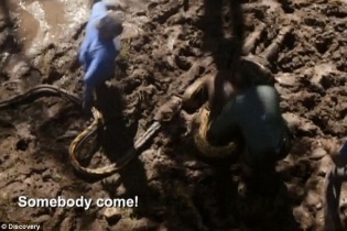 Cận cảnh màn trình diễn để trăn khổng lồ nuốt chửng
