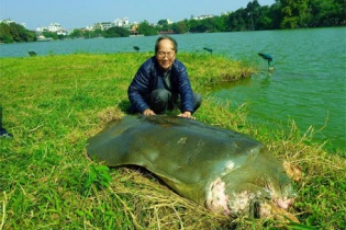 Hồ Gươm: "Cụ rùa" nằm nghỉ ngơi khá lâu trên Tháp rùa