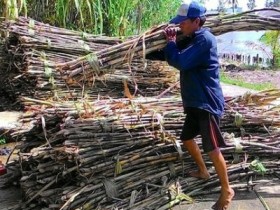 Tập đoàn TH phủ nhận ép giá mía nông dân