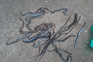 Đồng Nai: Chưa xác định được động cơ, thủ phạm vụ thả rắn