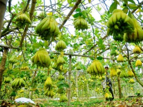 Bảo hộ nhãn hiệu cho Phật thủ xã Đắc Sở