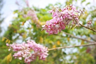 Hoa Anh Đào nở rộ ở Bà Rịa - Vũng Tàu