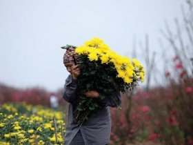 Hoa Tết dư dả nguồn cung