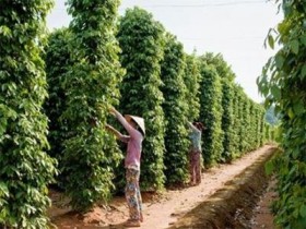 Xuất khẩu hạt tiêu cảnh giác với chu kỳ “nóng - lạnh”