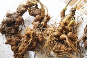 Bạn có biết, sâm Việt Nam tốt hơn sâm Triều Tiên