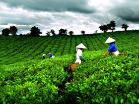 Công ty Anh Quốc muốn xây dựng thương hiệu “Chè Thái Nguyên”