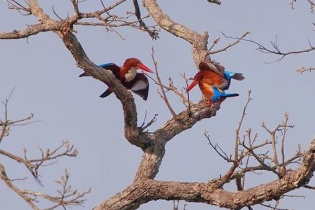 Chiêm ngưỡng vẻ đẹp “Chim rừng mùa kết bạn”