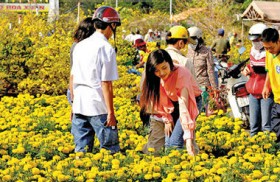 TP. Cà Mau khai trương chợ hoa Tết từ 3/2