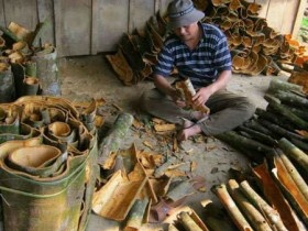 Quảng Nam làm chỉ dẫn địa lý “Trà My” cho cây quế