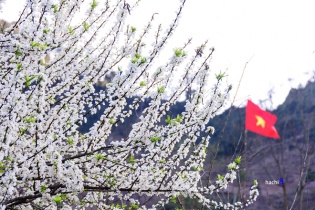 Trắng ngần hoa mận Mộc Châu