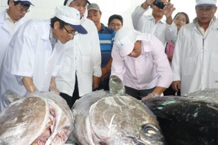 Cá ngừ đại dương lại lên đường sang Nhật