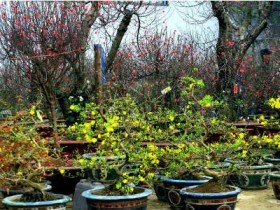 Vietnam Airlines vận chuyển đào, mai dịp Tết Ất Mùi