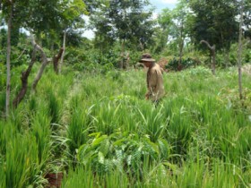 Dự kiến tăng gấp đôi mức hỗ trợ cho người trồng rừng