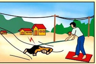 Điện giật bỏng nặng Phó giám đốc C.A tỉnh Cà Mau trong lúc đi câu