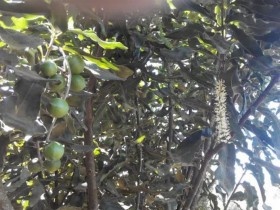 Kỳ vọng từ “cây tỷ đô” mắc ca