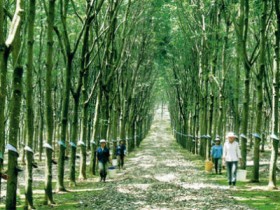 Doanh nghiệp kêu thuế "ưu đãi tay trái, rút tiền tay phải"