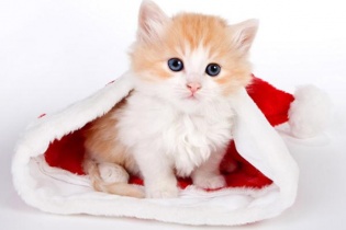 Người tuổi Mão năm Ất Mùi: Công danh thuận lợi, dễ thăng tiến