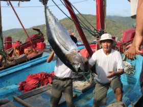 Ngư dân Bình Định vẫn bám biển trong dịp Tết