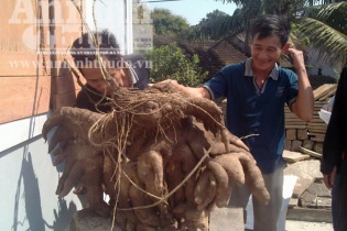 Nghệ an: Phát hiện củ khoai vạc "khủng" nặng 50kg