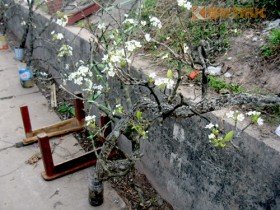 Cành hoa lê tiền triệu hút dân chơi sau Tết