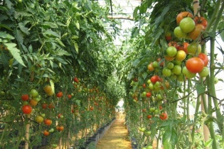 Thực phẩm ORFARM khuyến mãi đặc biệt nhân dịp 8/3