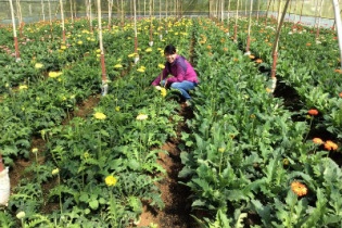 Doanh nghiệp Nhật muốn đầu tư vào nông nghiệp Lâm Đồng