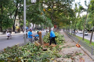 Hà Nội lên tiếng về việc thay thế cây xanh đô thị